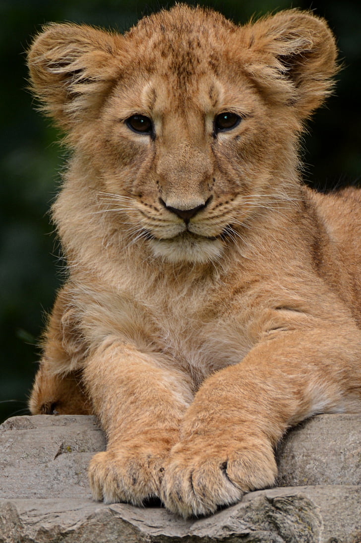 Lion, poikanen, eläinten, Luonto, nisäkäs, undomesticated kissa, Lion - kissan