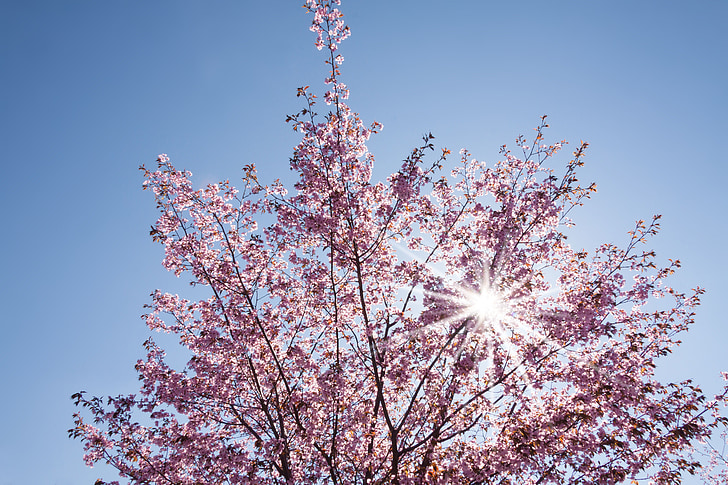 jar, čerešňový kvet, japonských čerešní, slnko, kvet, kvet, Sky