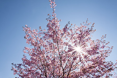 primavera, flor del cirerer, cirerers japonès, sol, flor, flor, cel