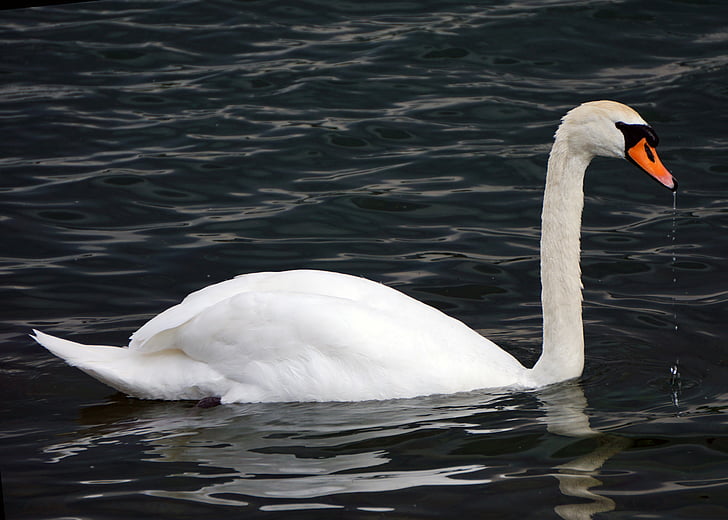 mute swan, Swan, pasăre, păsările de apă, aripi, lebede, Cygnus cygnus