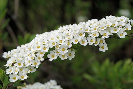 bride spiere, flowers, white, bush, ornamental shrub, spierstrauch, spiraea arguta