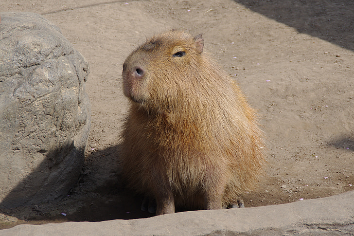 capybara, acīs velmējot smaidiņš, tweets no skolēnu