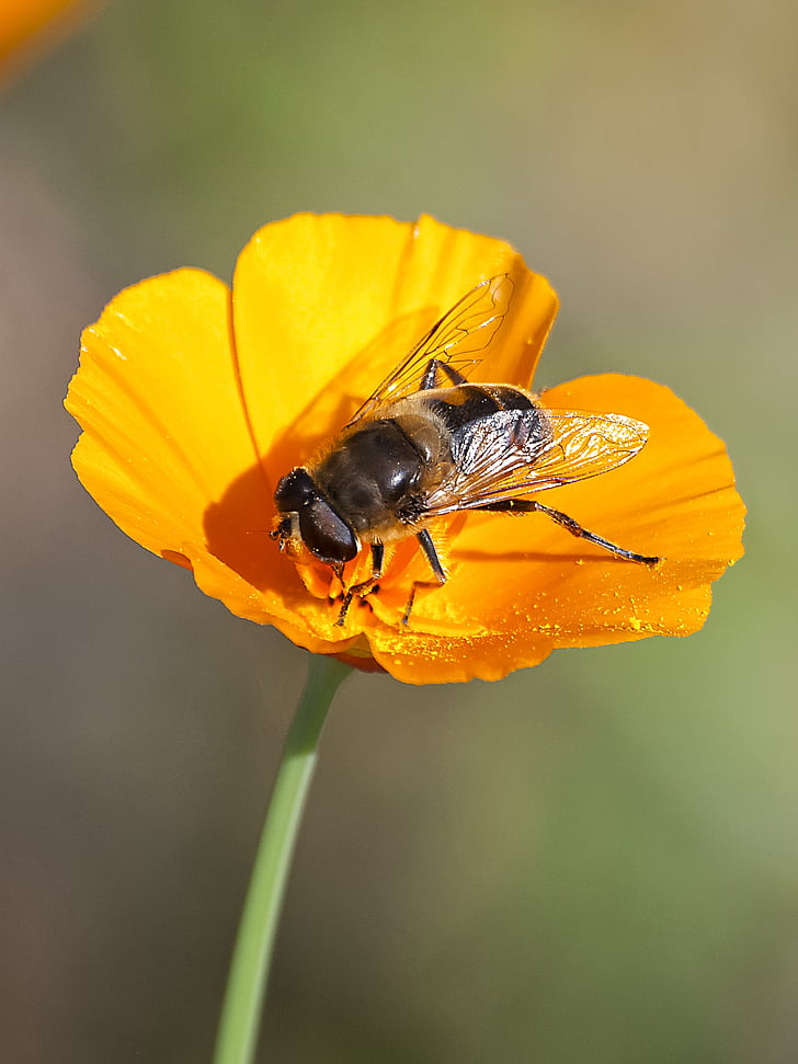 hoverfly, fly, insect, nature, animal