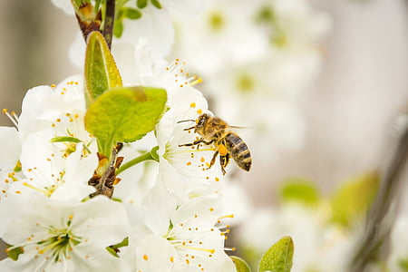 bee, honey bee, blossom, bloom, insect, apis, animal