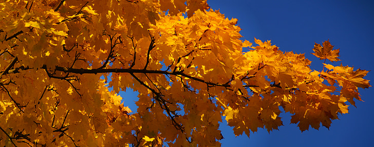 Javor, javorov list, list, jesen, svijetle boje, žuta, plavo nebo
