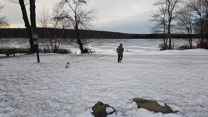 vinter, sjön, hund