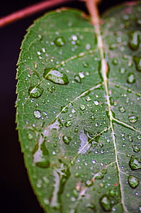 ใบ, น้ำฝนเพิ่ม, ธรรมชาติ, โรงงาน, แมโคร, สีเขียว, ปิด