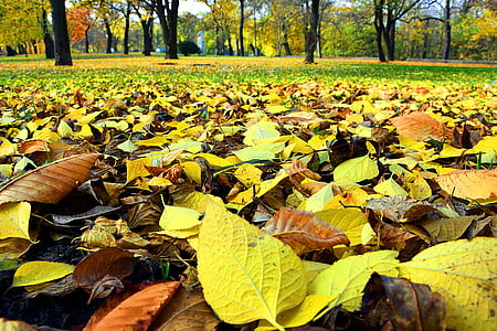 otoño, hojas, naturaleza, temporadas
