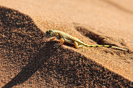 Gecko, öken, Sand, solen, Dune, heta, Dune ridge