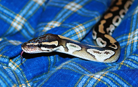 python de Mojave, serpiente, Python, Mojave, exóticos, elegante, noble