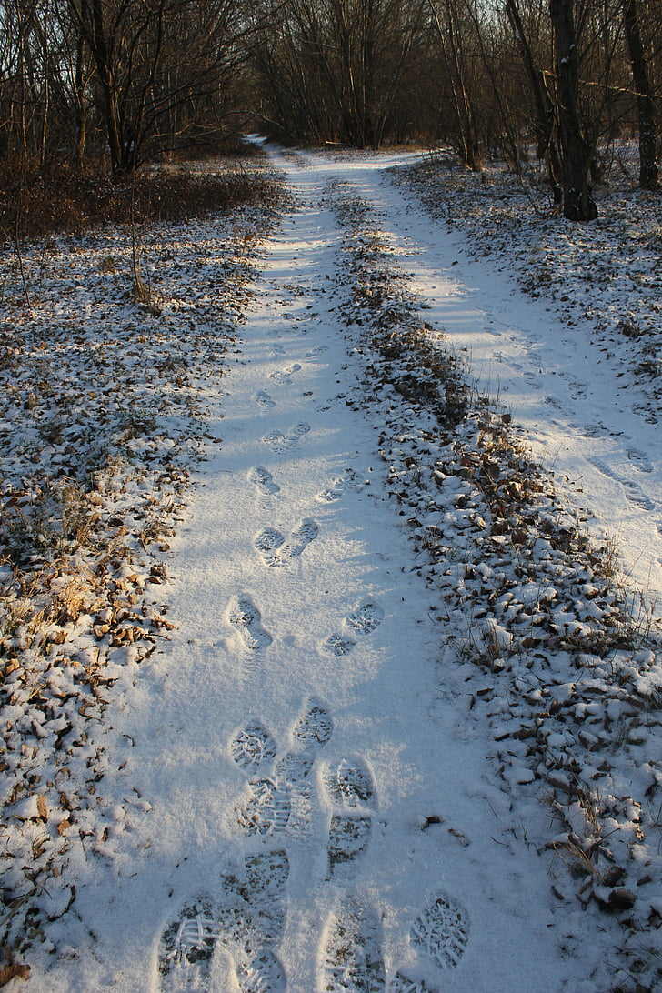 camí, pistes, neu, a peu, l'hivern, pista, petjada de la petjada