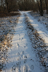 caminho, faixas, neve, pé, Inverno, faixa, pegada de pegada