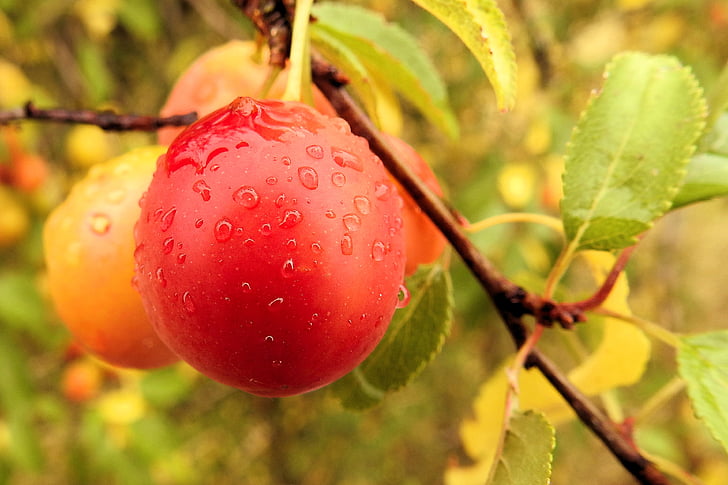 gule blommer, Cherry plum, frugt, gren, Orchard, sommer, frugter