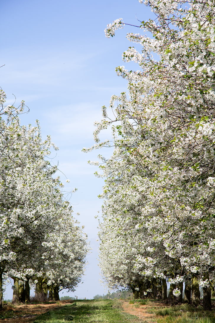 blossoms, trees, road, garden, pring, nature, blossom