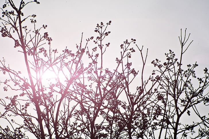 silueta, Foto, árbol, cielo, gris, sol, púrpura