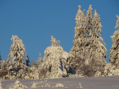 Zimní, zimní les, sníh, Zimní, Příroda, zasněžené, prosinec