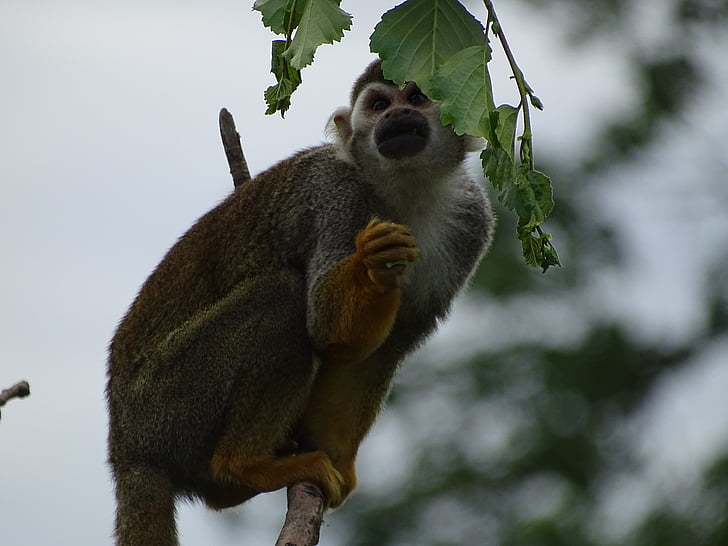 monkey, zoo, wildlife