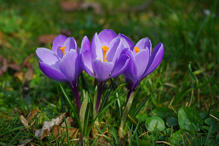 Crocus, kwiaty, roślina, wiosna, frühlingsblüher, Violet, fioletowy