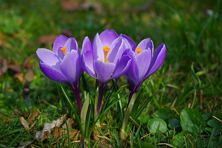 Crocus, ziedi, augu, Pavasaris, frühlingsblüher, Violeta, Violeta