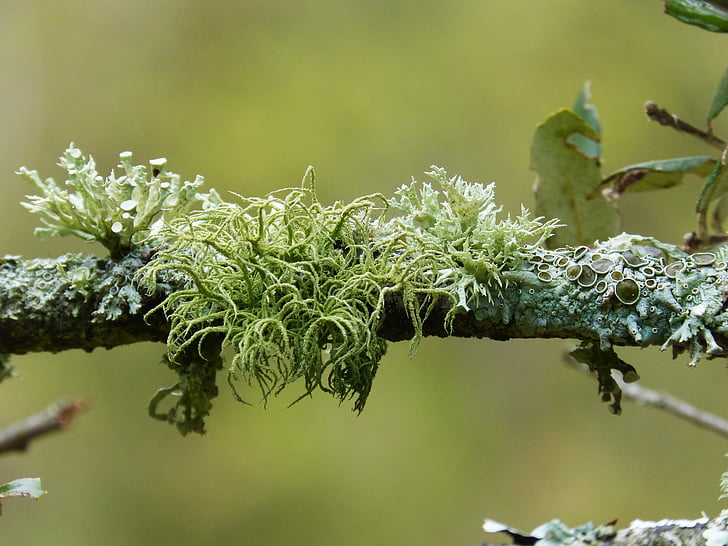 branch, lichen, lichens, detail, beauty, nature, tree