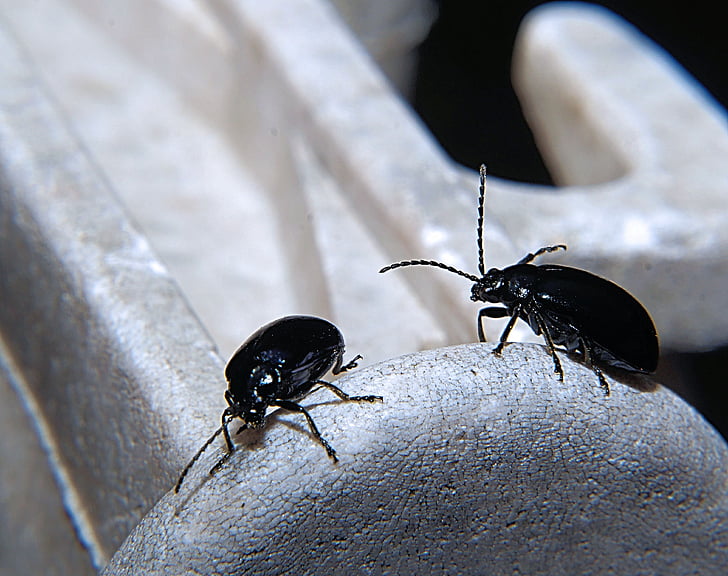 Dung beetle, trypetes, sort, sonden, møg spisere, Luk