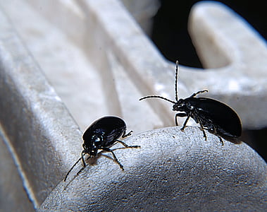 dung beetle, trypetes, zwart, sonde, mest eters, sluiten