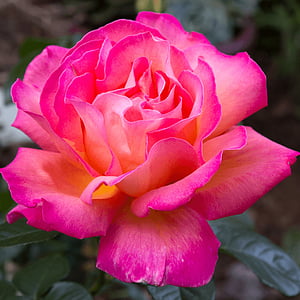 Rosa, stieg, Closeup, Foto, Blume, Bloom, Blütenblatt