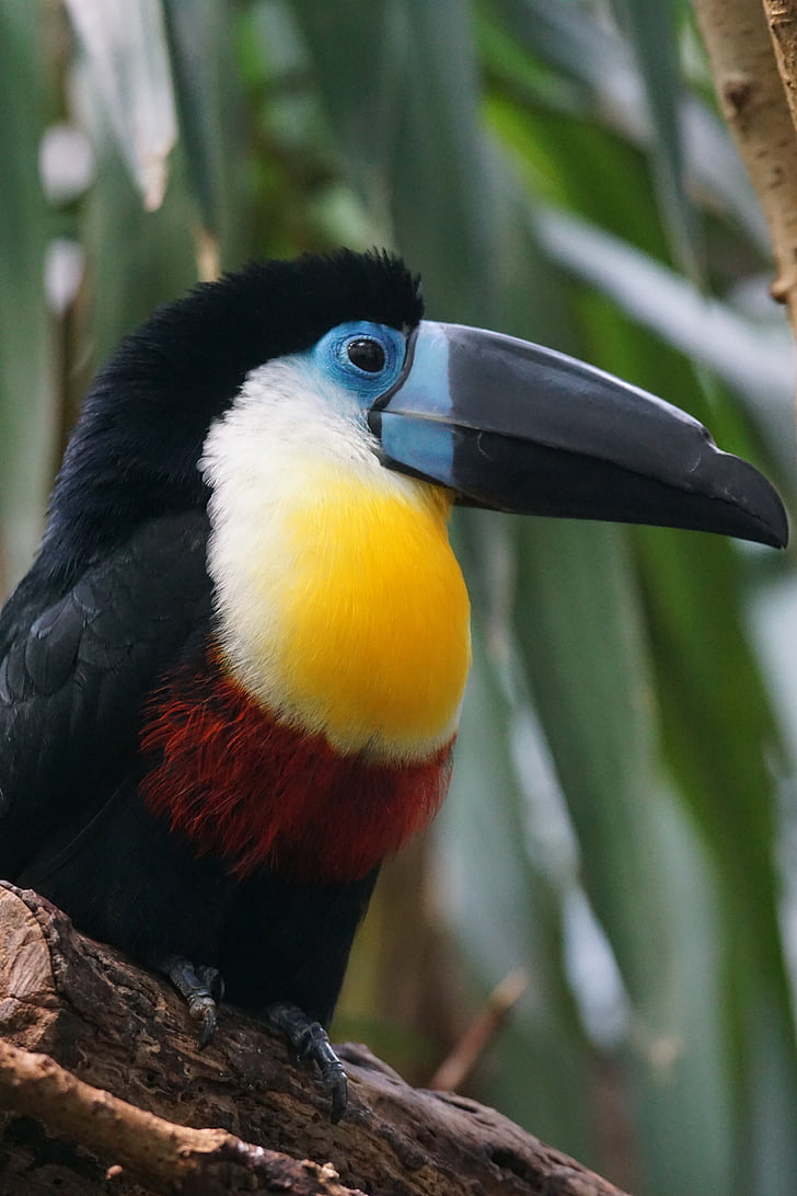 Toucan, ptica, živali, kanal-zaračunavajo toucan, zitronentukan, ramphastos vittelinus