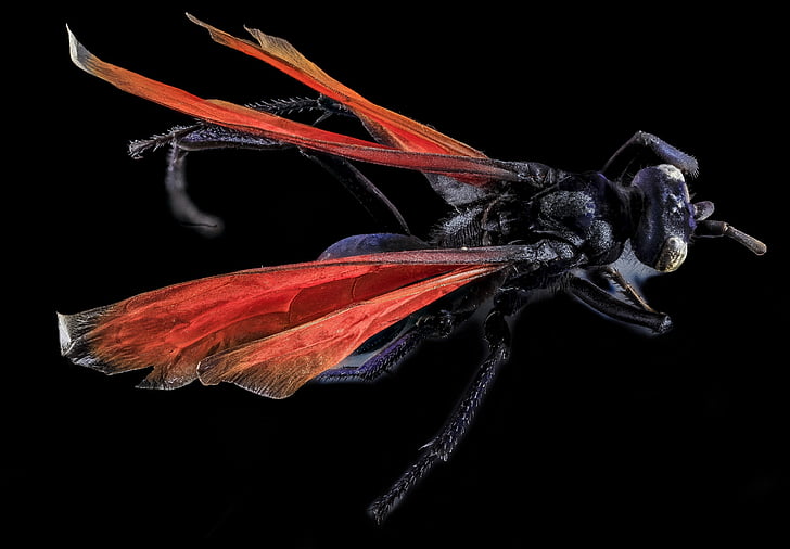 Spider wasp, böcek, Makro, yakın çekim, Erkek, yaban hayatı, doğa