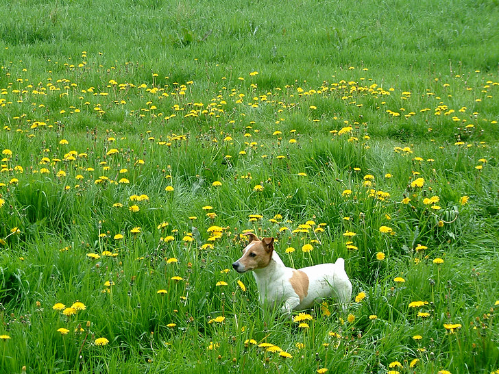Jack russel, Grass, Almere, Löwenzahn, Hund