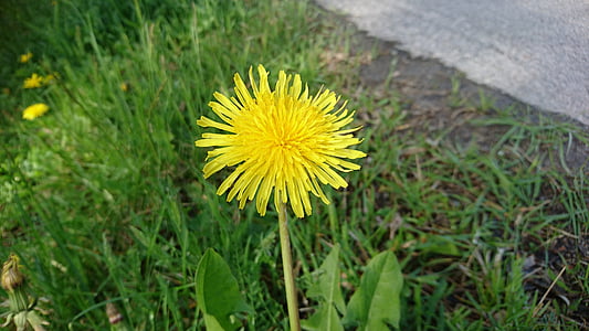 kukka, kesällä, keltainen kukka, Ruotsi, Kesän kukat