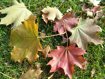 caída, hojas, suelo, otoño, hierba
