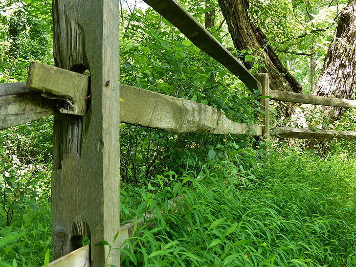 fence, woods, forest, trees, park, grass, nature