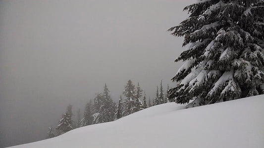 sniego, medžiai, miško, pušis, žiemą, sezono metu, Gamta