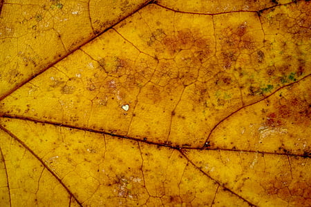 Есен, листа, листа, Есенни листи, цветовете на есента, листа през есента, природата