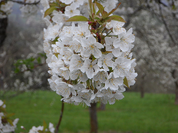 jabloňové květy, jabloň, jabloň strom, Apple blossom, jaro, Příroda, Bloom