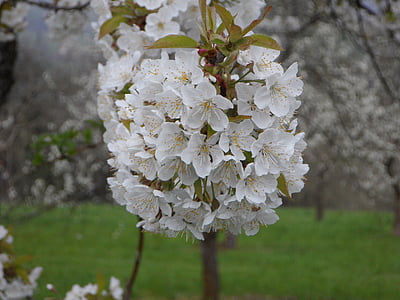 jabolčni cvetovi, jablana, Apple tree cvet, jabolko cvet, pomlad, narave, cvet