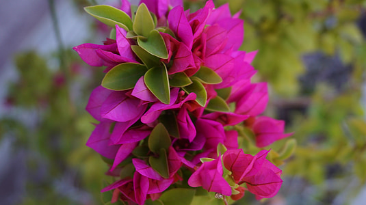 Bougainvillea, цветя, Градина, Bougainvillea glabra, хартията цвете, Fueng Ран