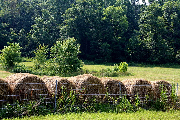 Hay, Bal, padang rumput, musim panas, pertanian, bidang, pertanian