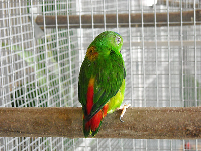 parakeet, small parrot, bird, pet, cage, colorful, green