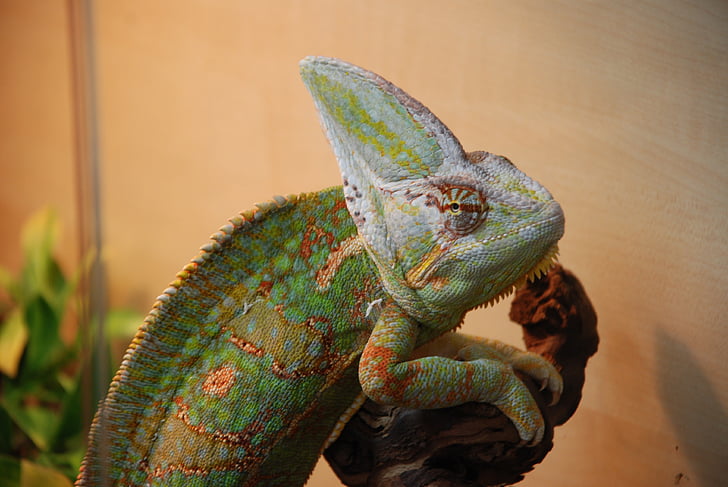 chameleon, exot, reptile, zoo, nature, creature, terrarium