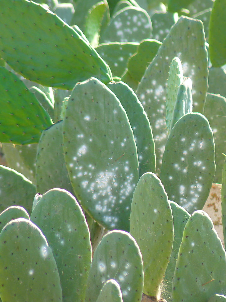 Kaktus, Anlage, Sporn, Läuse