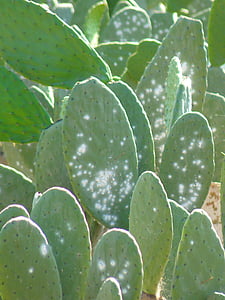 cactus, planta, esperó, polls