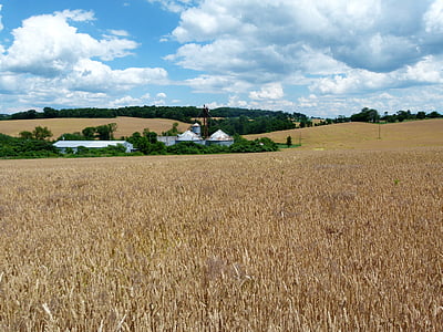 farma, pšenica, zrno, Poljoprivreda, polje, žetva, Obrezivanje