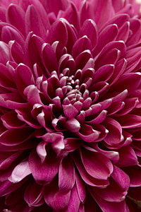 Chrysanthemum, Nærbilde, bringebær, farge, rosa, Flora, vakker
