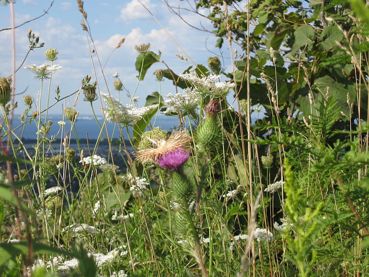 native, wild flowers, lake, escarpment, meadow, summer, spring