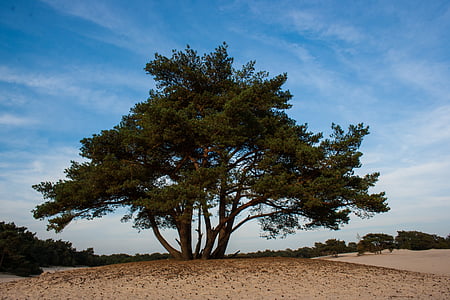 soester 沙丘, 沙丘, 树, 自然, 景观, 沙子, 空气