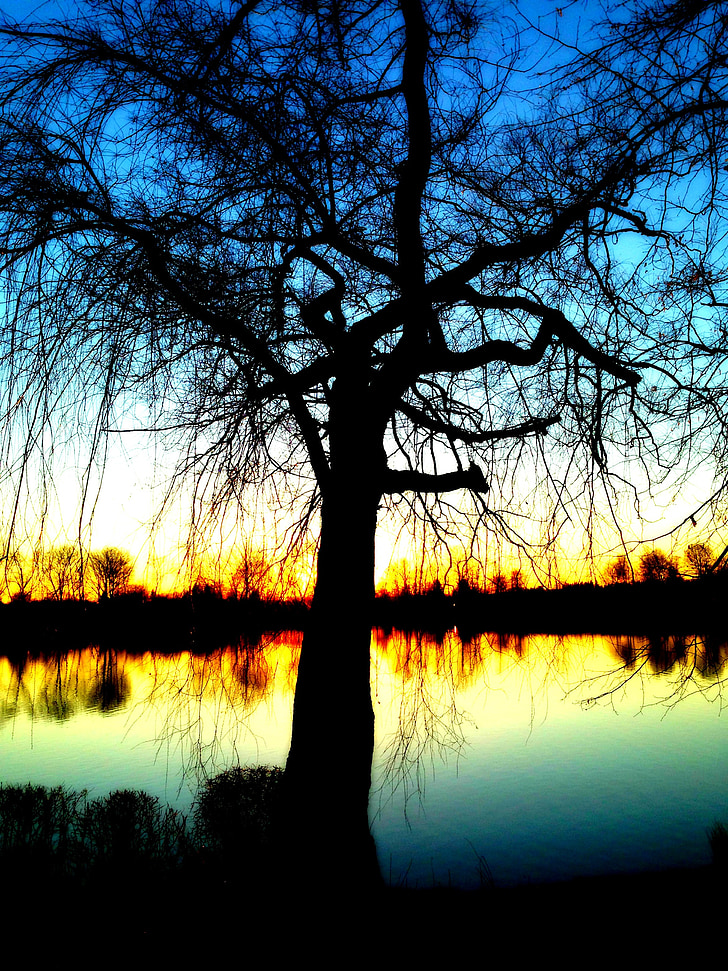 голи дърво, вода, клон, настроение, самотен, клонове, езеро