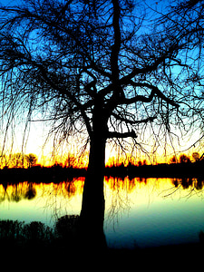árvore nua, água, filial, humor, solitária, Ramos, Lago