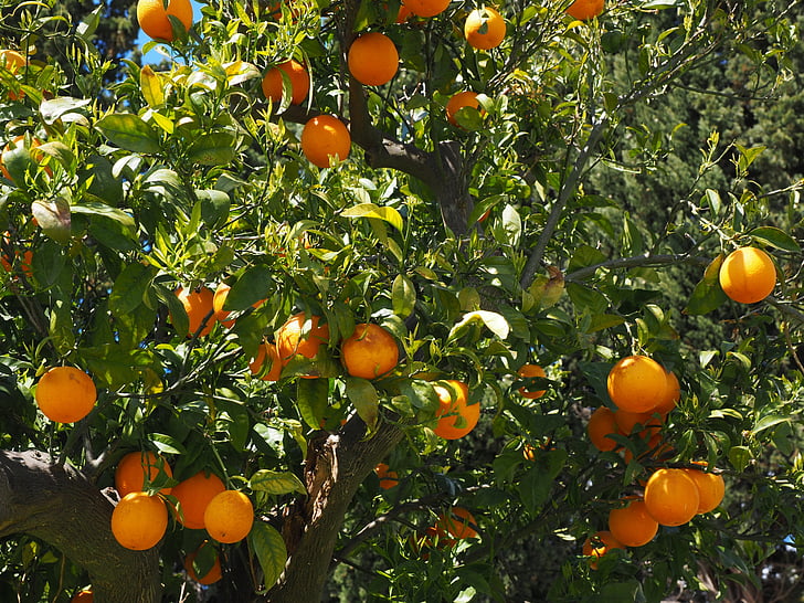 laranjas, frutas, frutas cítricas, árvore, folhas, estética, folhagem